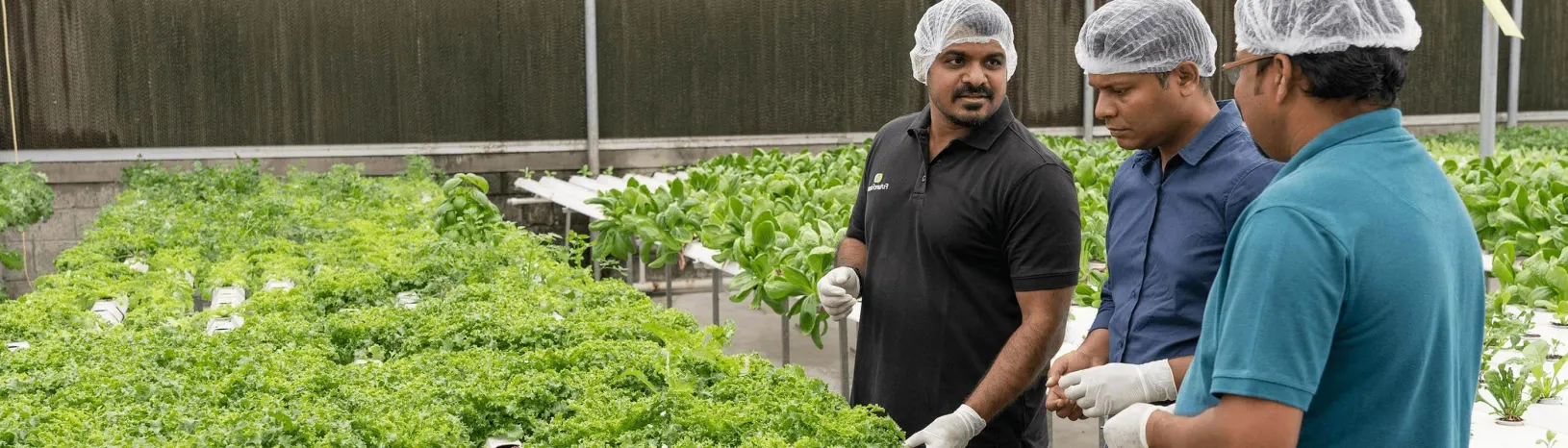 Three men wearing hair nets and gloves looking at plants. | Stanford Seed Companies & Leaders