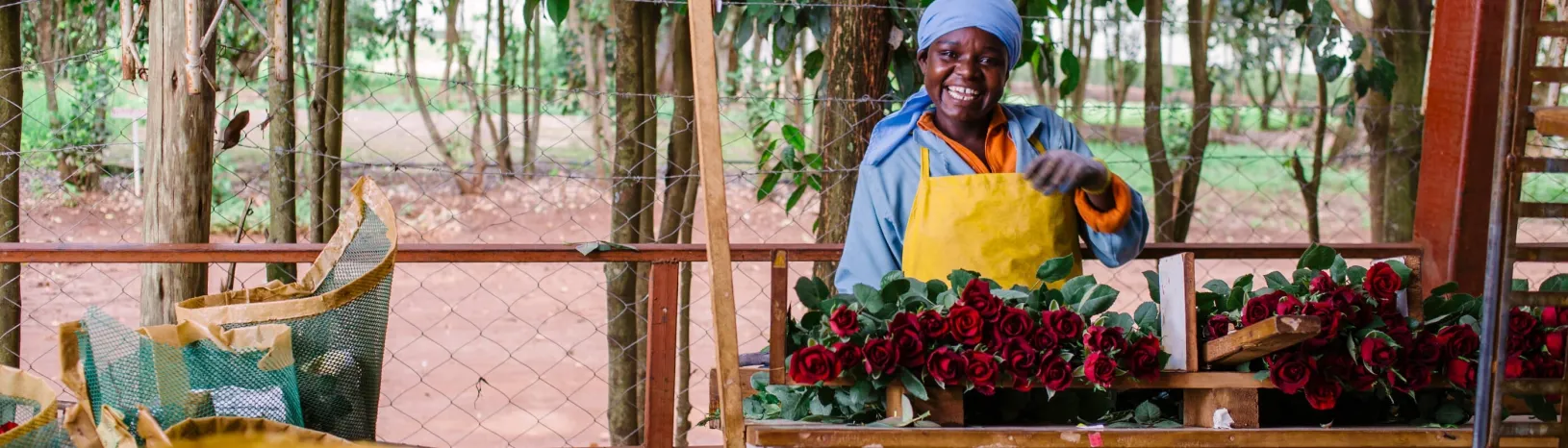 Employee gathering cut roses at Magana Flowers, a Seed company in Kenya