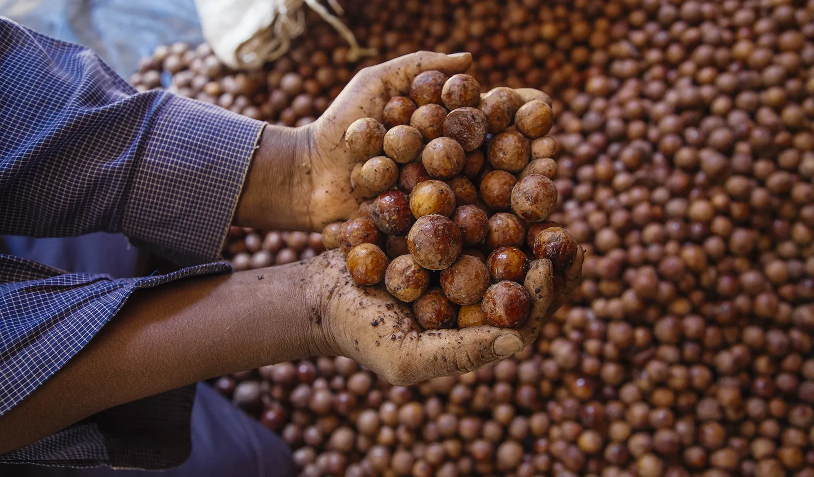 A close up of hands holding macadamia nuts. Credit: Louis Nderi