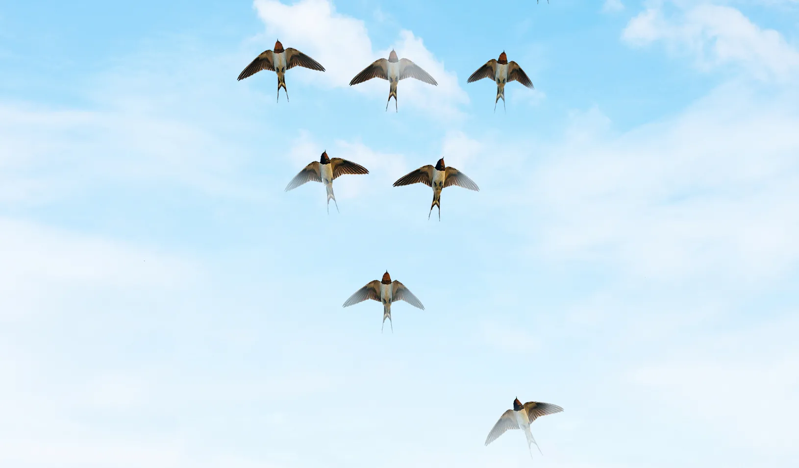 Backwards v-formation of birds. Credit: Alvaro Dominguez