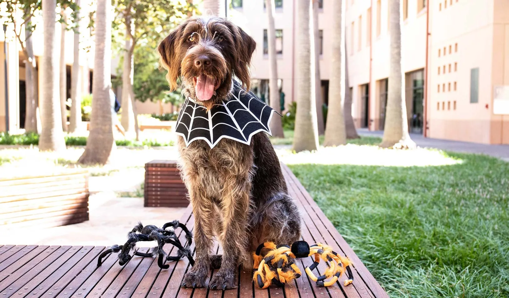 A big shaggy dog sitting outside and wearing a spiderweb costume and flanked by two big fuzzy spider dog toys. | Credit: Tricia Seibold.