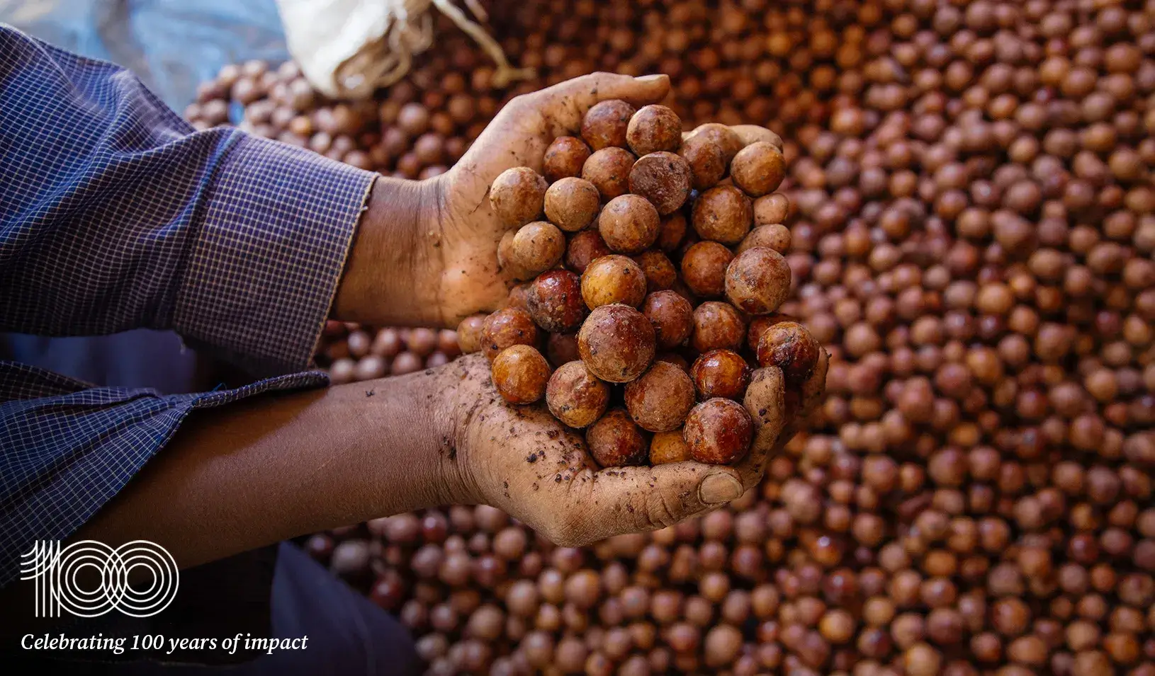 A close up of hands holding macademia nuts. Credit: Louis Nderi
