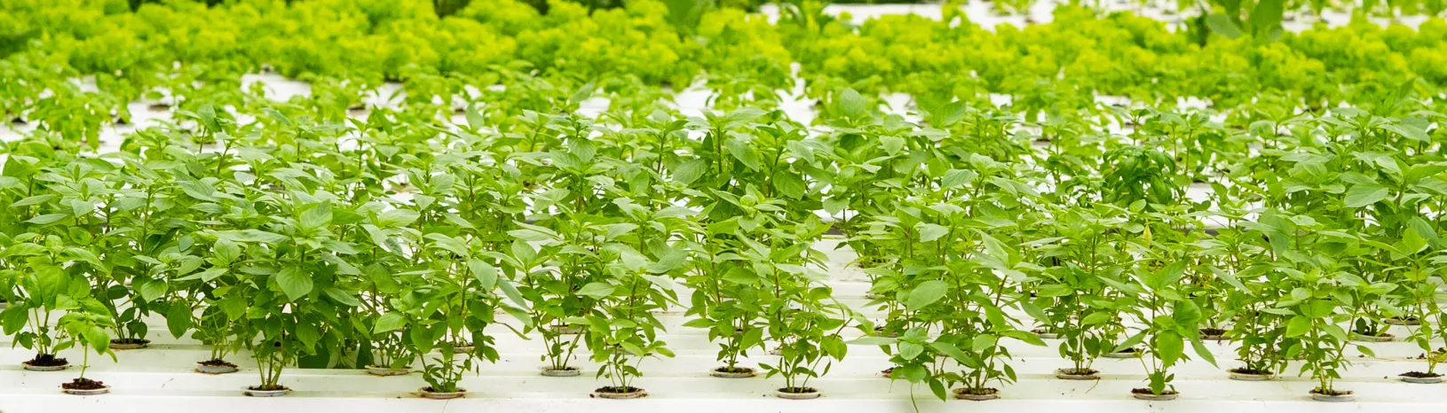 Image of multiple rows of nursery plants potted under bright lights