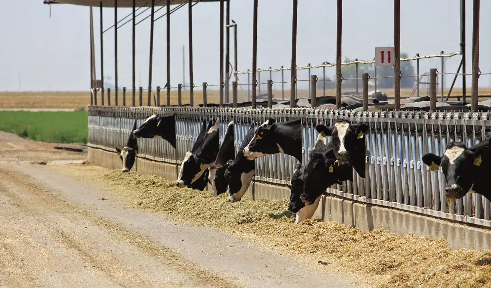 Cows at feeding time