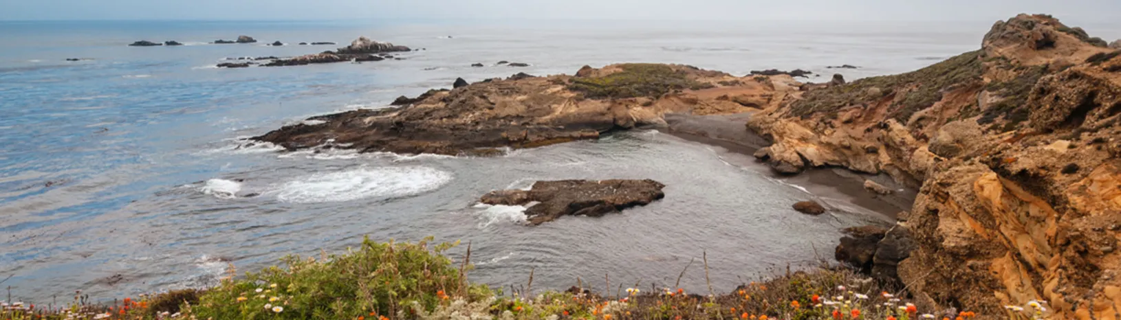 Flowered beach view of Point Lobos