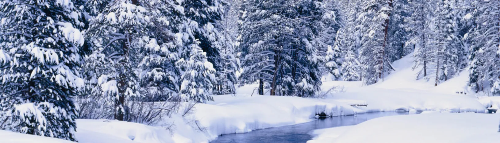 Evergreen trees and small creek in winter