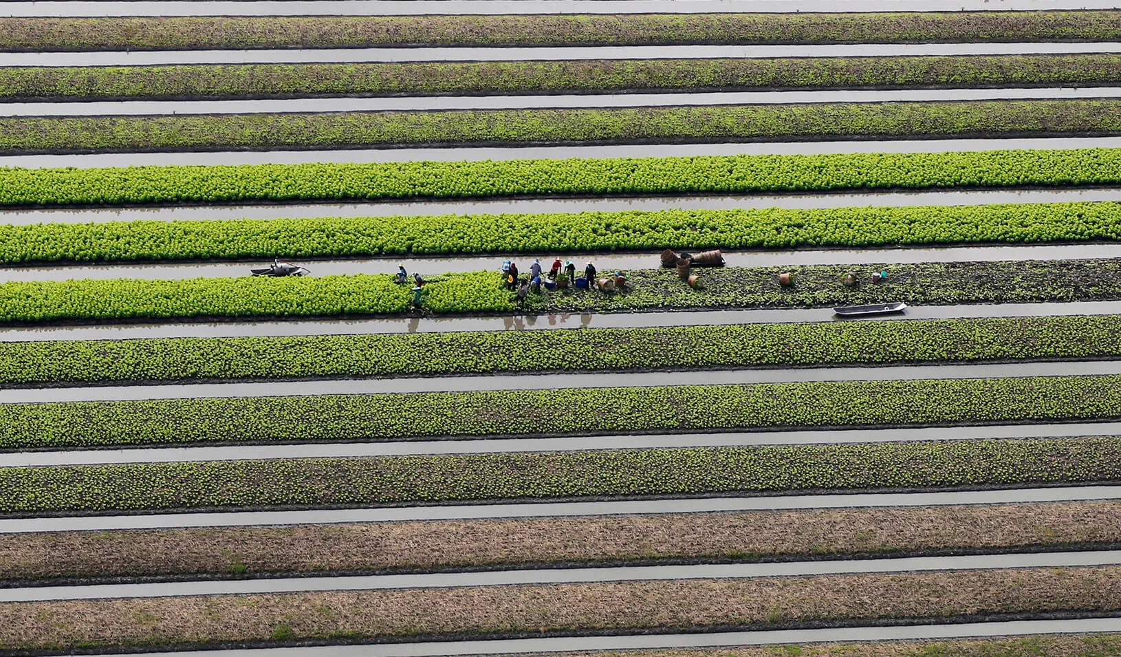 Farmers work in their vegetable field. | Reuters/Chaiwat Subprasom 