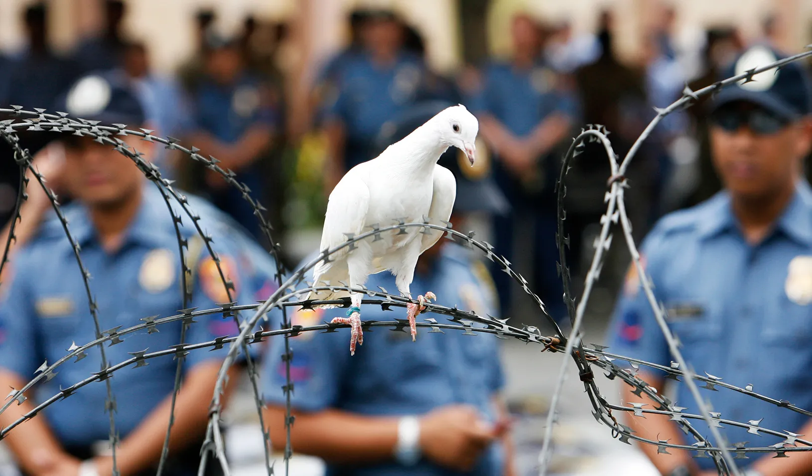 A dove lands on barbed wire during a protest outside the presidential palace in Manila in 2008