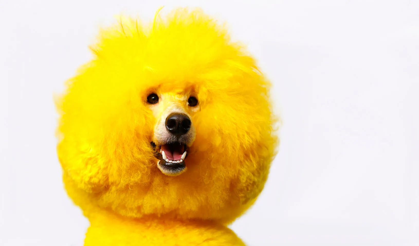 Kobe the miniature poodle recently groomed and dyed bright yellow | Reuters/Mike Blake