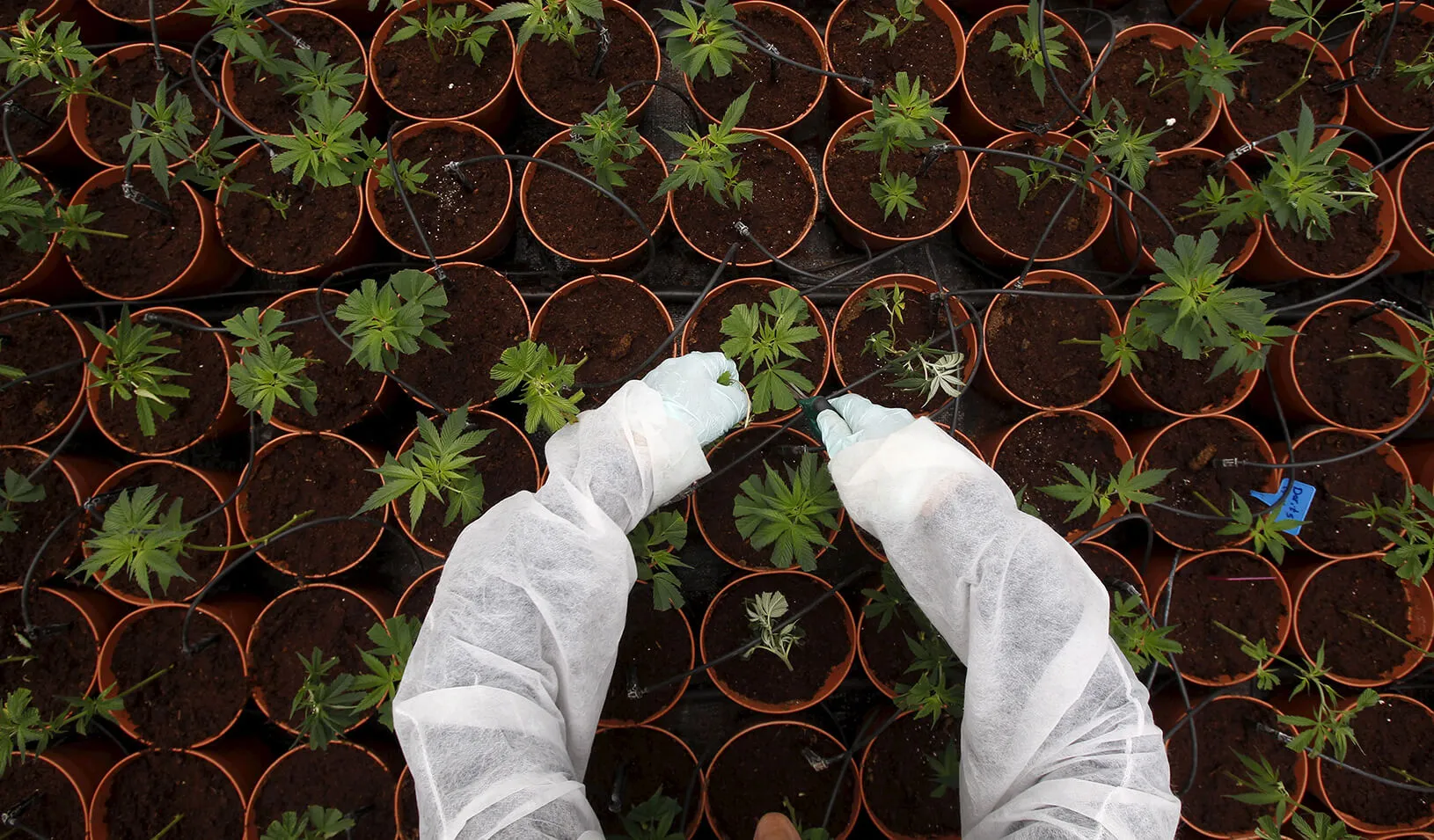A worker tends to cannabis plants.