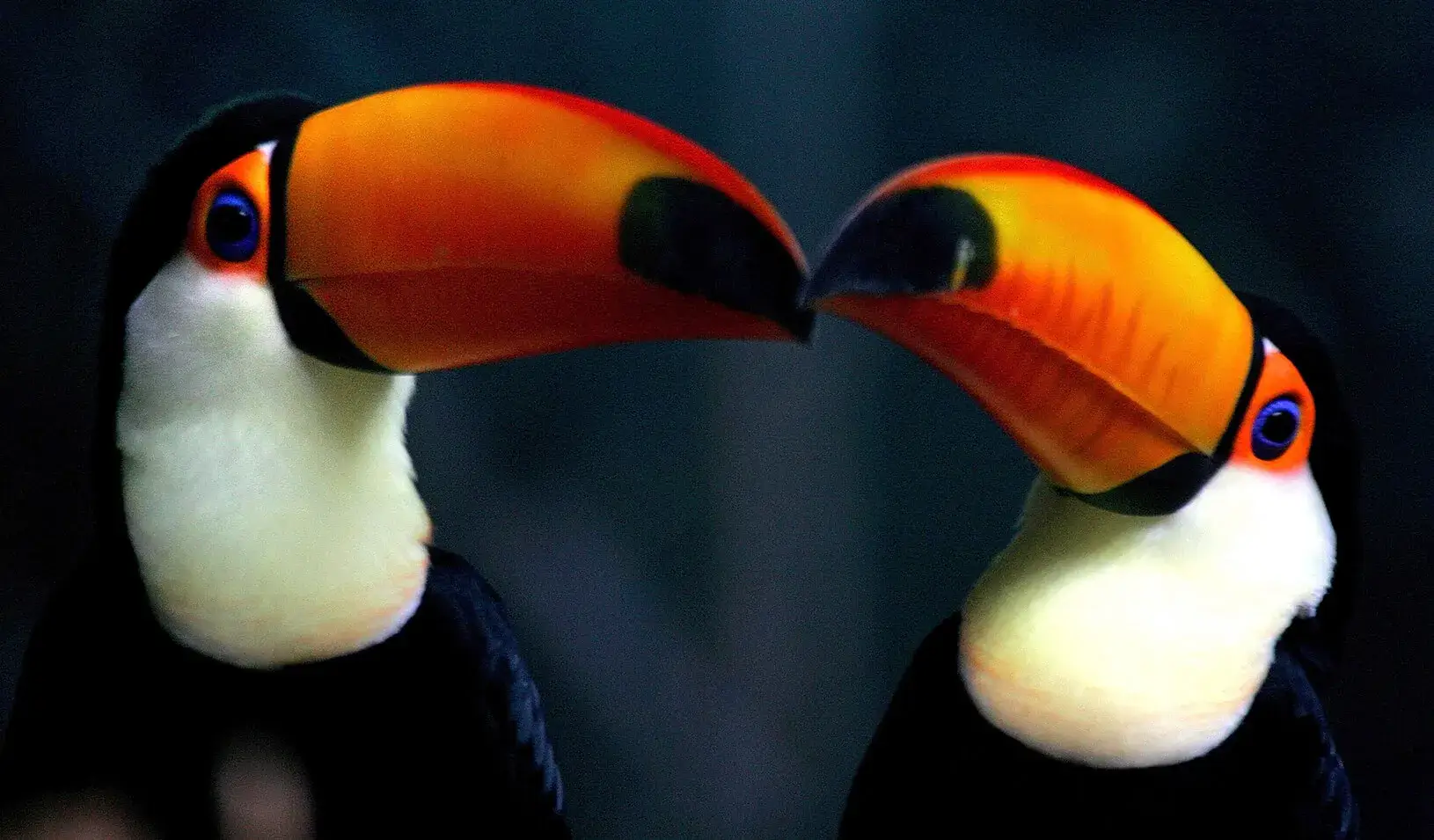 Two toucans resting together 