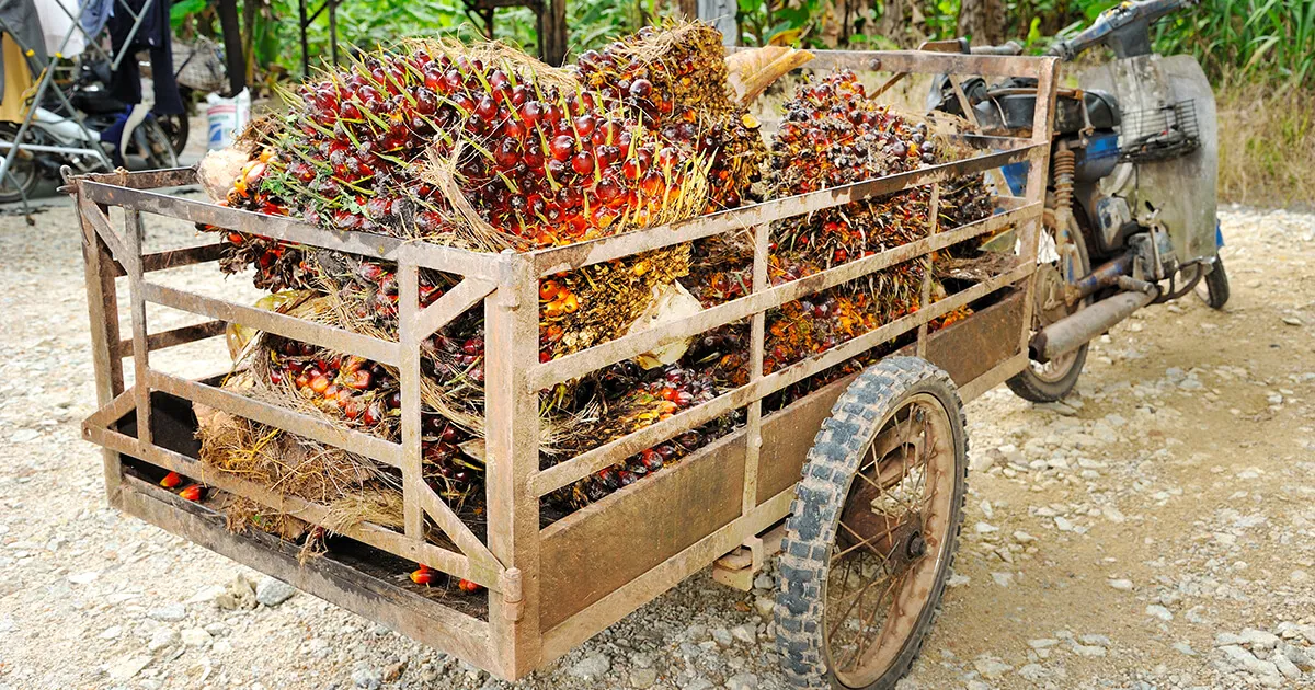 a palm oil trolley | iStock/slpu9945
