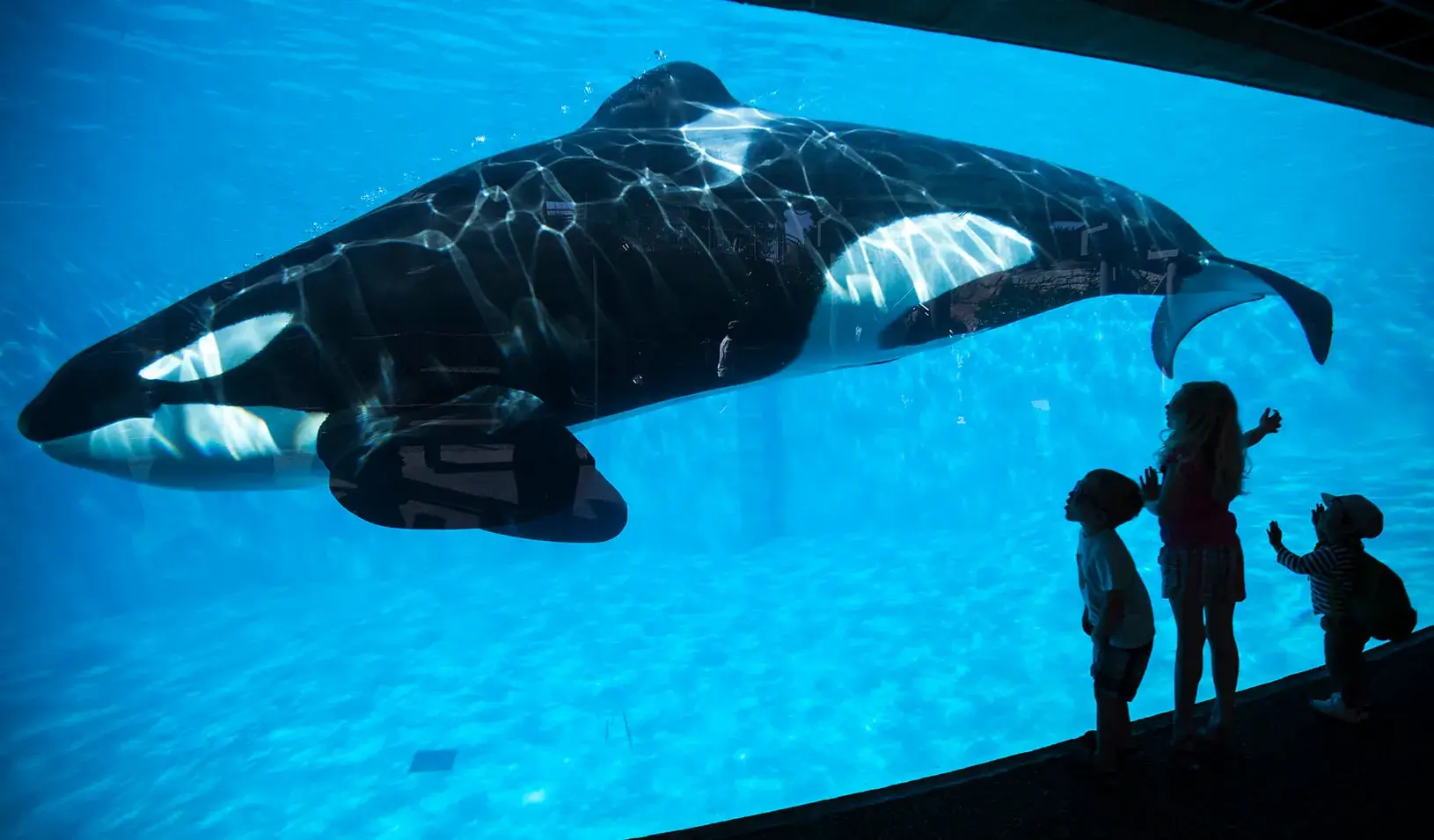 Young children get a close-up view of an Orca killer whale during a visit to the animal theme park SeaWorld in San Diego | Reuters/Mike Blake