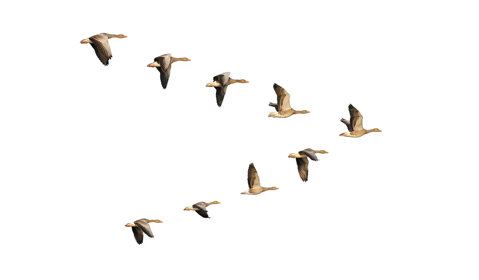 Geese migrate in organized v-formations with a distinct leader. | iStock/Anagramm