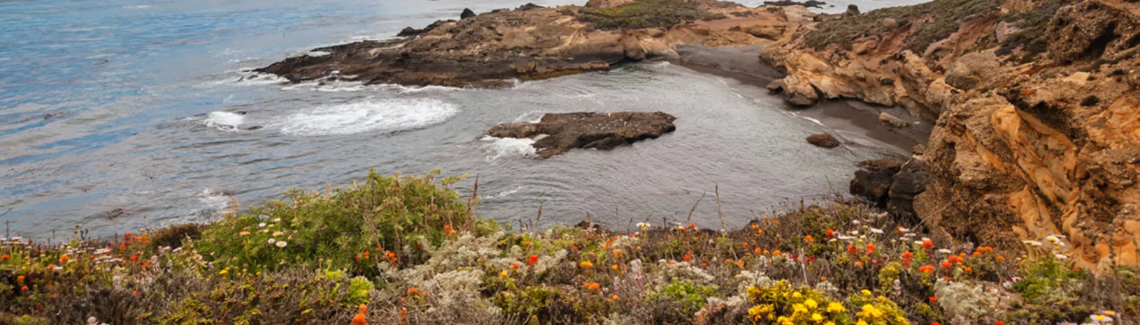Photo of Point Lobos