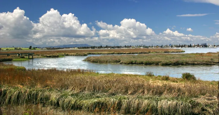 A sunny day at beautiful wetlands in the San Francisco Bay Area.