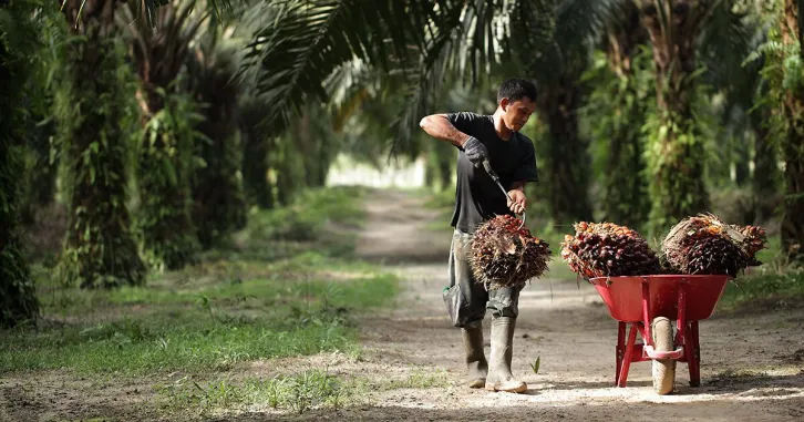 a palm oil trolley | iStock/slpu9945