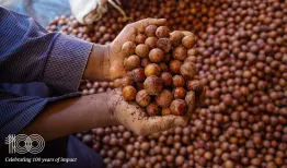 A close up of hands holding macademia nuts. Credit: Louis Nderi