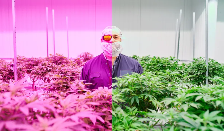 Room to Grow: The Cannabis Industry Can’t Wait to Go Mainstream