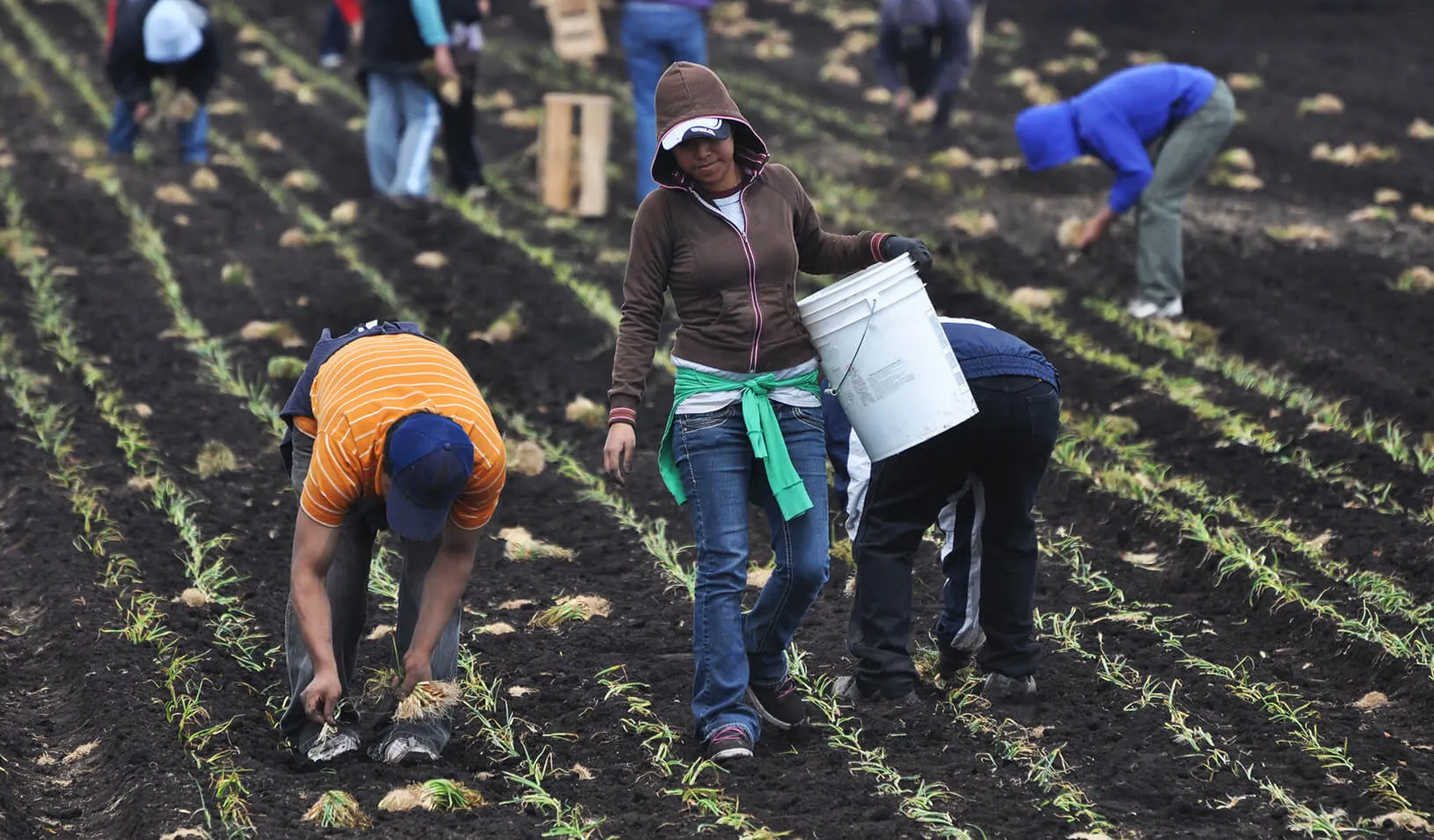 a female farmworker carries a bucket through a field while other farmworkers plant seeds around her.
