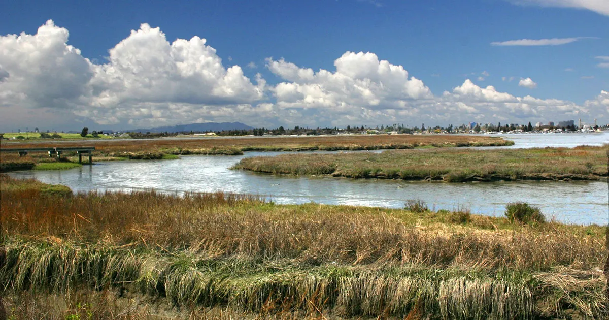 A sunny day at beautiful wetlands in the San Francisco Bay Area.
