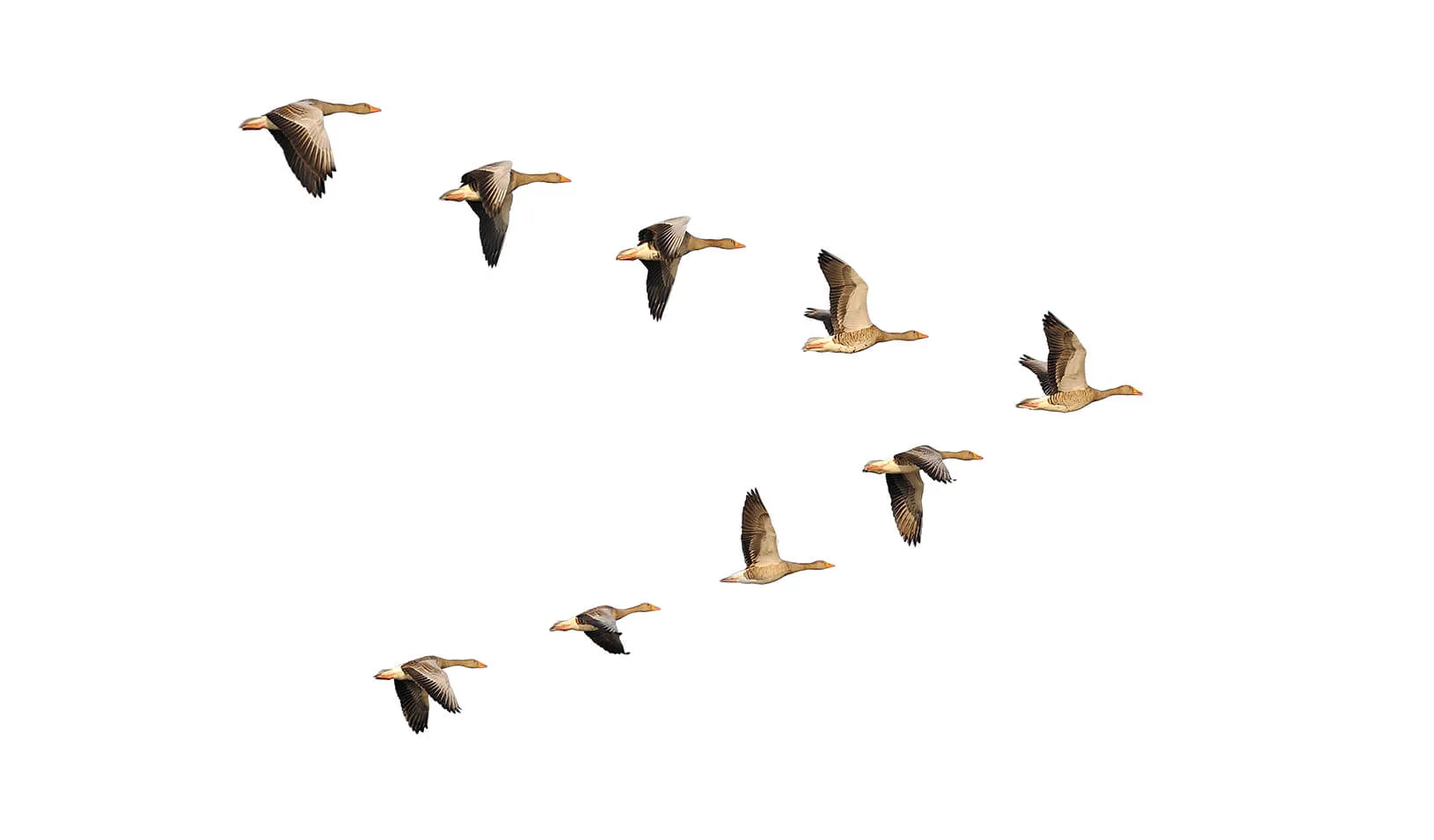 Geese migrate in organized v-formations with a distinct leader. | iStock/Anagramm